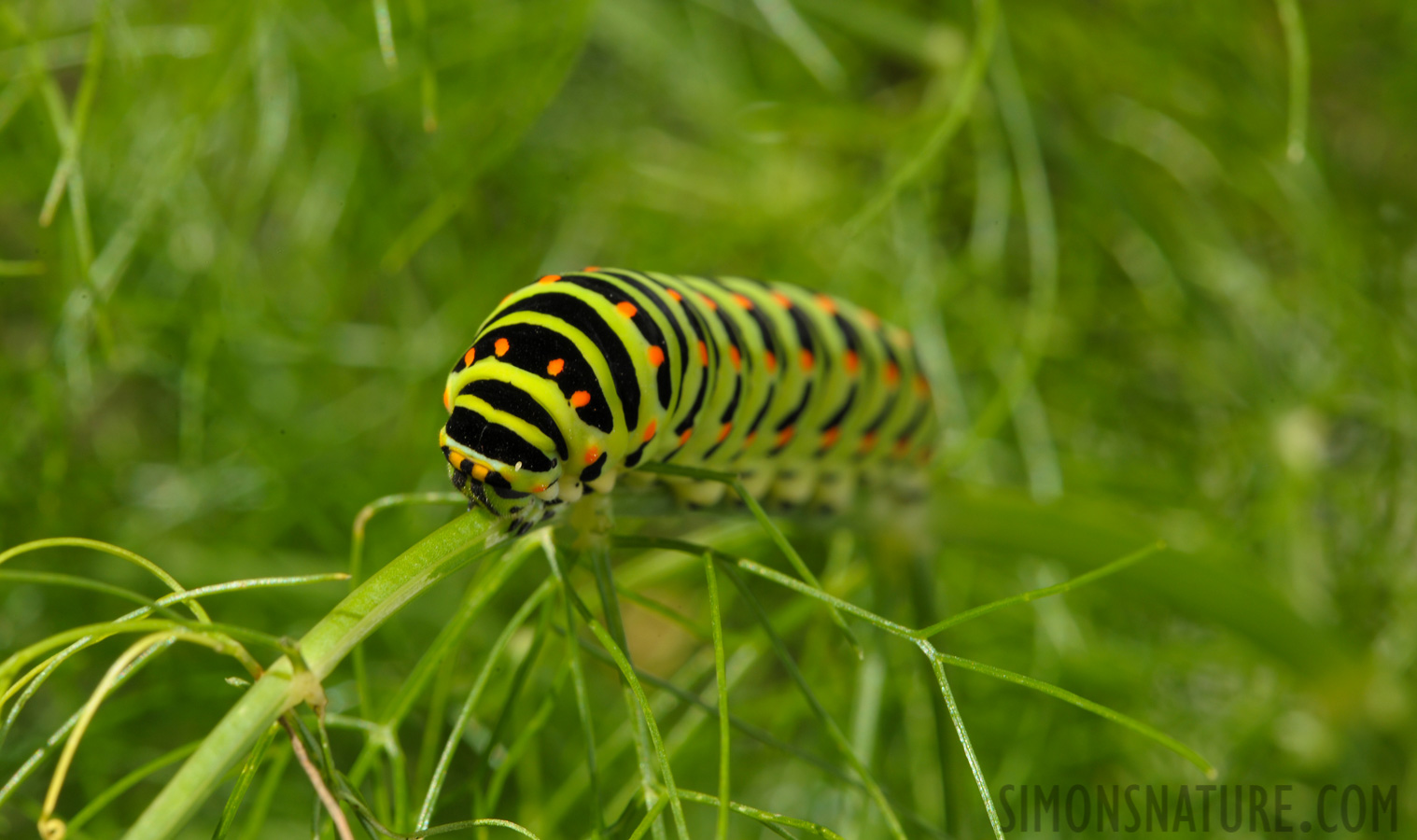 Papilio machaon machaon [105 mm, 1/100 Sek. bei f / 20, ISO 400]